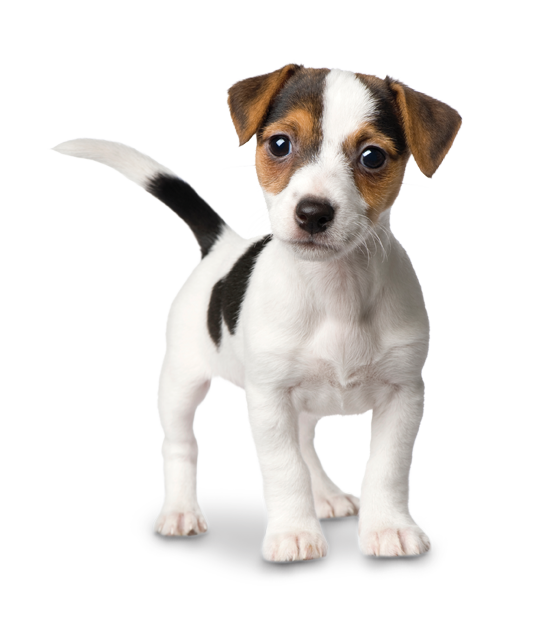 Free Dog Dog Russell Terrier Jack Russell Terrier Clipart Clipart Transparent Background