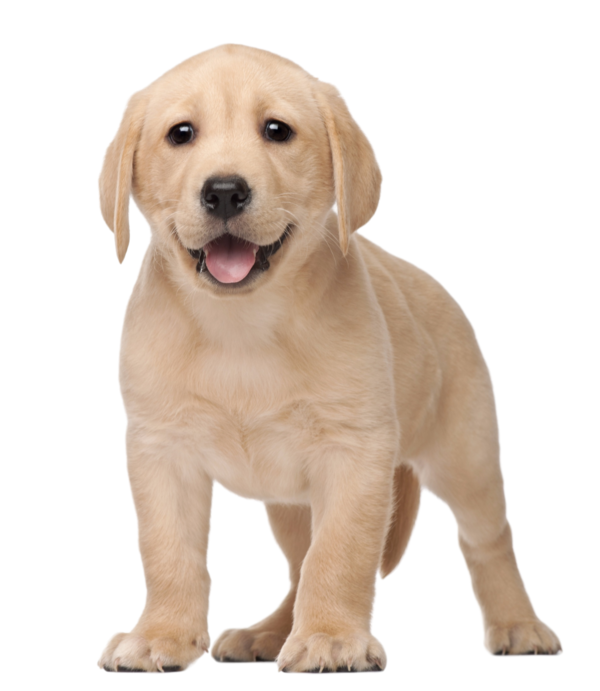 Free Dog Companion Dog Puppy Love Labrador Retriever Clipart Clipart Transparent Background