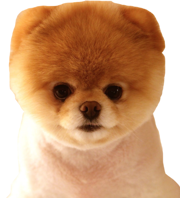Free Dog Companion Dog Ancient Dog Breeds Fur Clipart Clipart Transparent Background