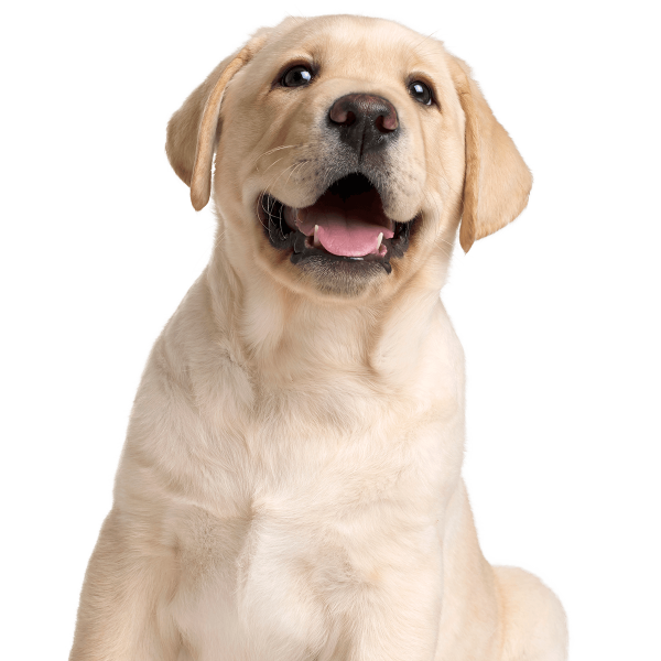 Free Dog Dog Labrador Retriever Retriever Clipart Clipart Transparent Background