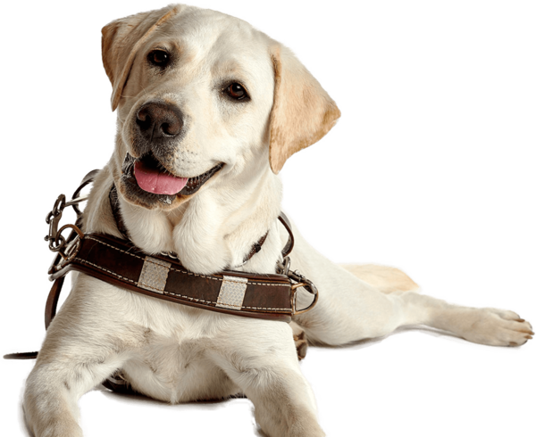 Free Dog Companion Dog Dog Collar Labrador Retriever Clipart Clipart Transparent Background