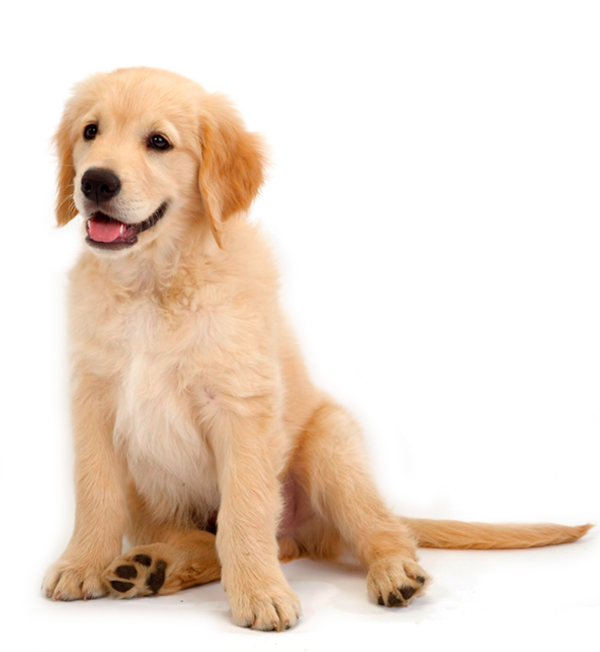 Free Dog Dog Golden Retriever Puppy Clipart Clipart Transparent Background