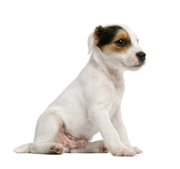 Free Dog Companion Dog Miniature Fox Terrier Jack Russell Terrier Clipart Clipart Transparent Background