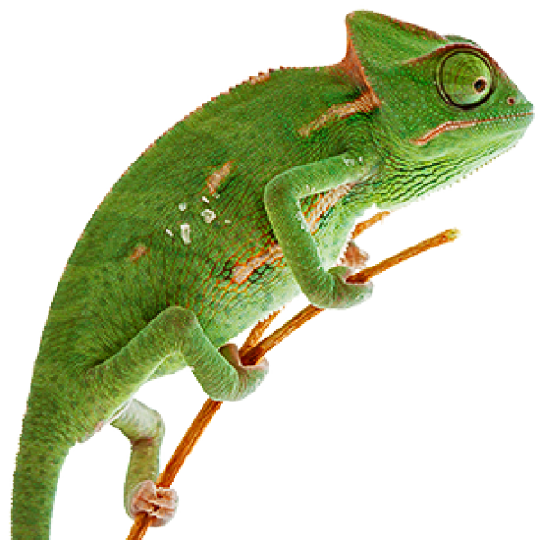 Free Lizard Reptile Lizard Chameleon Clipart Clipart Transparent Background