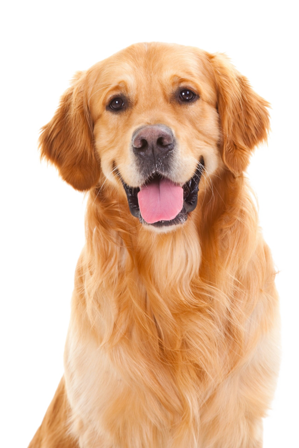 Free Dog Dog Golden Retriever Retriever Clipart Clipart Transparent Background