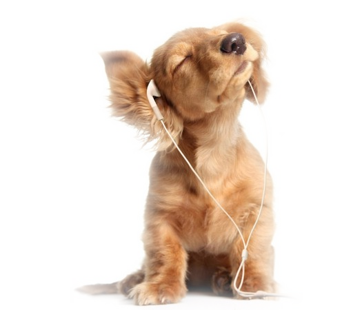 Free Dog Companion Dog Ear Fur Clipart Clipart Transparent Background