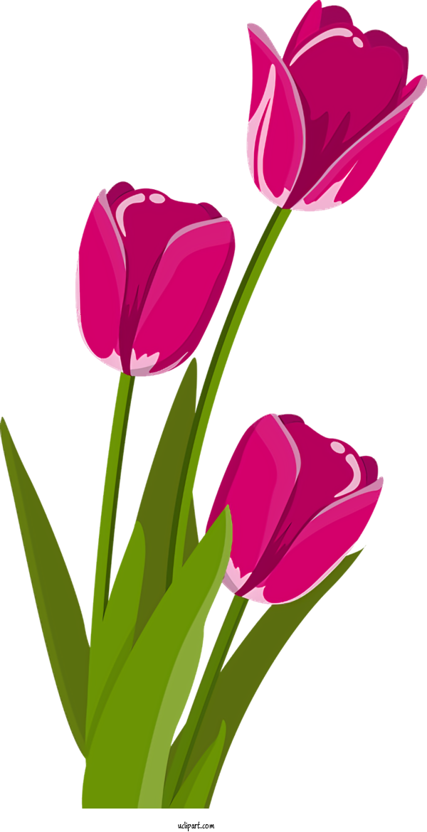 Free Flowers Flower Tulip Petal For Tulip Clipart Transparent Background