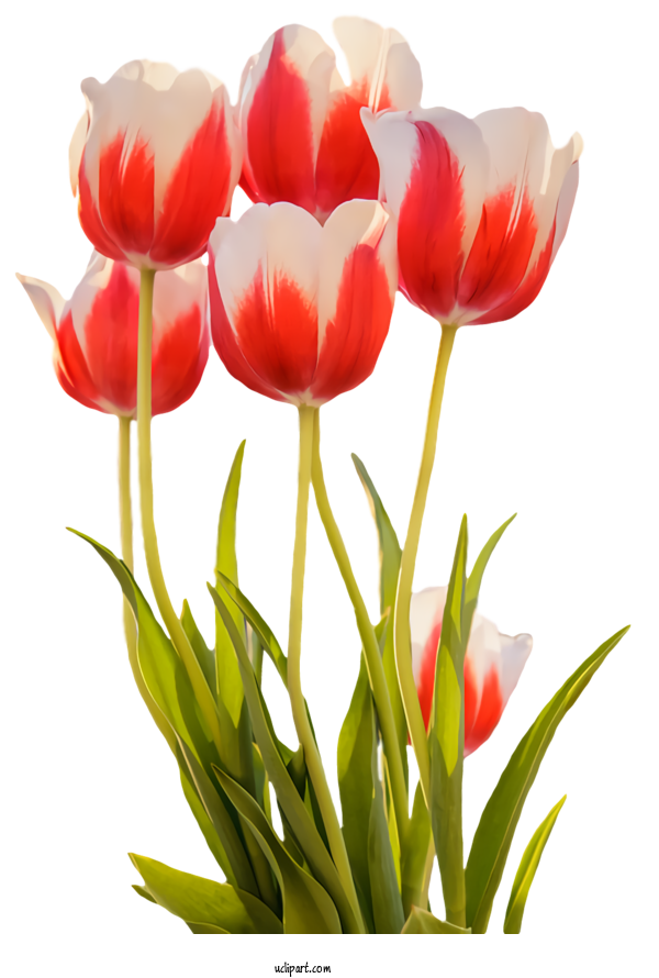 Free Flowers Flower Tulip Petal For Tulip Clipart Transparent Background