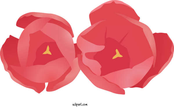 Free Flowers Red Petal Flower For Rose Clipart Transparent Background