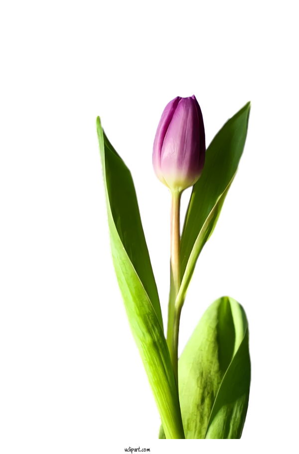 Free Flowers Flower Plant Petal For Tulip Clipart Transparent Background