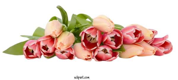 Free Flowers Flower Bouquet Pink For Tulip Clipart Transparent Background
