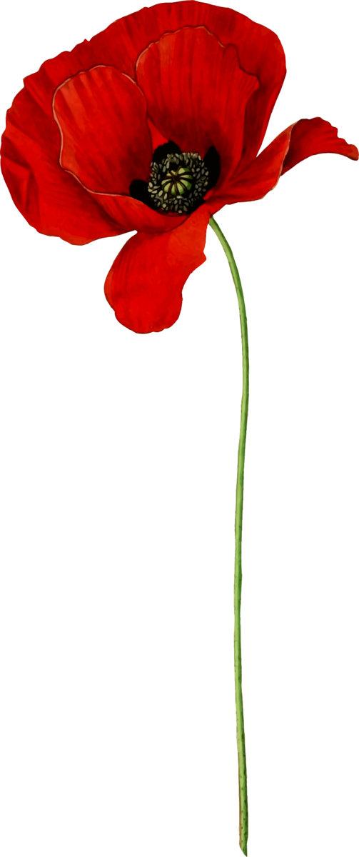 Free Poppy Flower Flower Coquelicot Poppy Clipart Clipart Transparent Background
