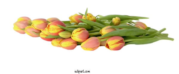 Free Flowers Tulip Flower Plant For Tulip Clipart Transparent Background