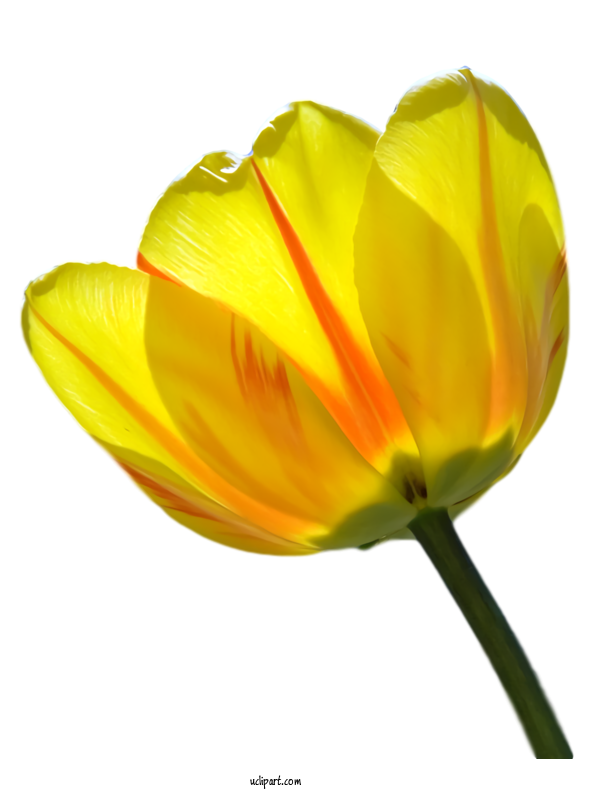 Free Flowers Flower Yellow Petal For Tulip Clipart Transparent Background