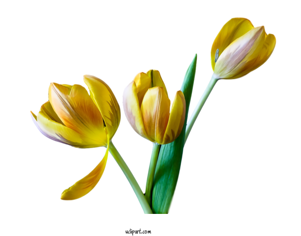 Free Flowers Flower Petal Yellow For Tulip Clipart Transparent Background