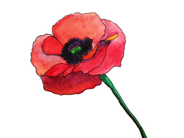Free Poppy Flower Flower Poppy Petal Clipart Clipart Transparent Background