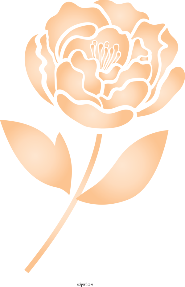 Free Flowers Petal Plant Flower For Rose Clipart Transparent Background