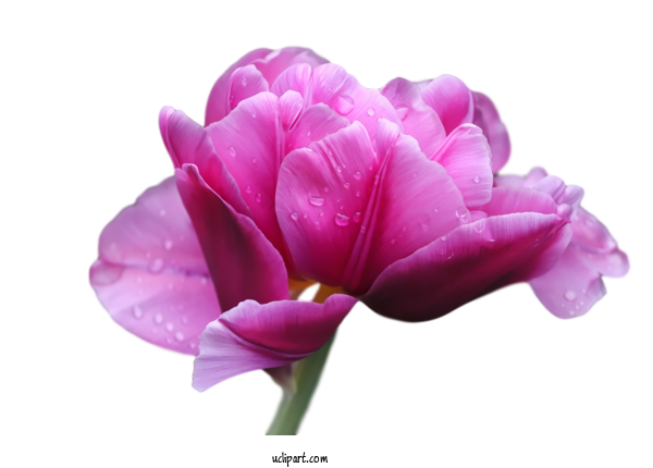Free Flowers Flower Petal Purple For Tulip Clipart Transparent Background
