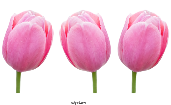 Free Flowers Tulip Pink Petal For Tulip Clipart Transparent Background