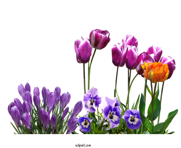 Free Flowers Flower Plant Purple For Tulip Clipart Transparent Background