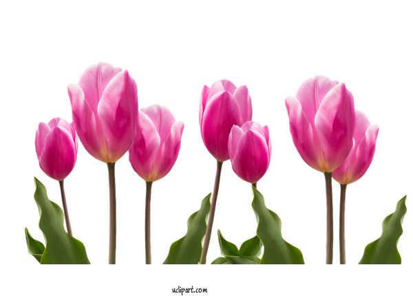 Free Flowers Tulip Flower Petal For Tulip Clipart Transparent Background