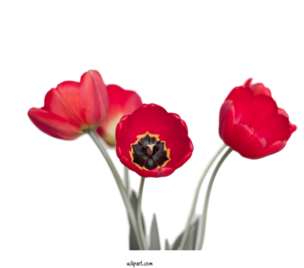 Free Flowers Flower Petal Red For Tulip Clipart Transparent Background