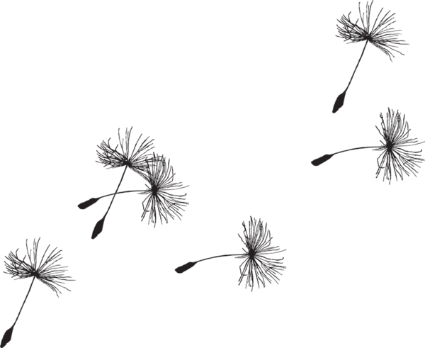 Free Dandelion Black And White Flora Branch Clipart Clipart Transparent Background