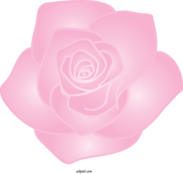 Free Flowers Pink Rose Petal For Rose Clipart Transparent Background