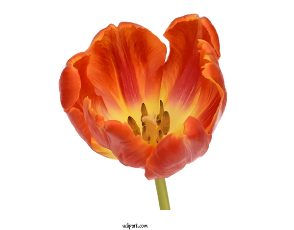 Free Flowers Flower Orange Petal For Tulip Clipart Transparent Background