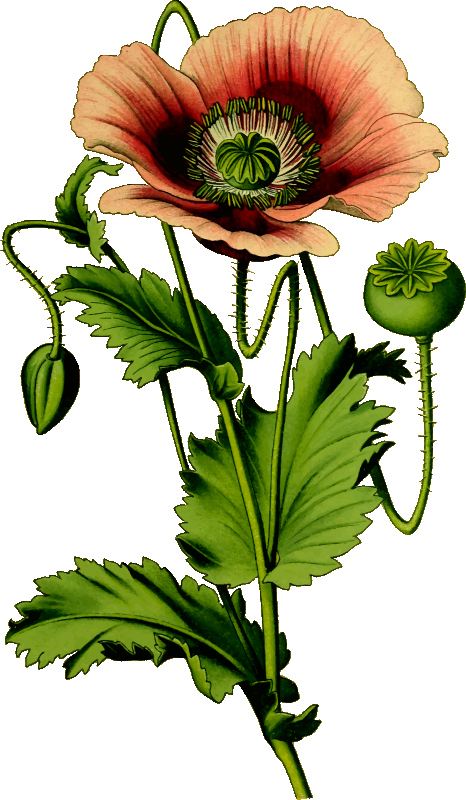 Free Poppy Flower Flower Plant Cut Flowers Clipart Clipart Transparent Background