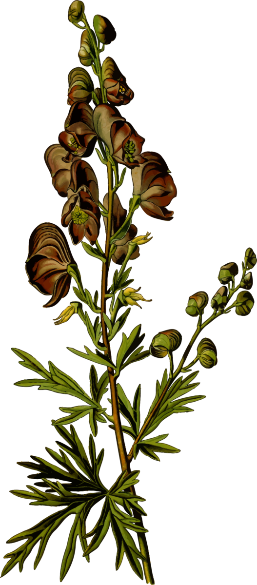Free Poppy Flower Plant Flower Flora Clipart Clipart Transparent Background