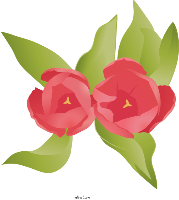 Free Flowers Flower Petal Plant For Rose Clipart Transparent Background