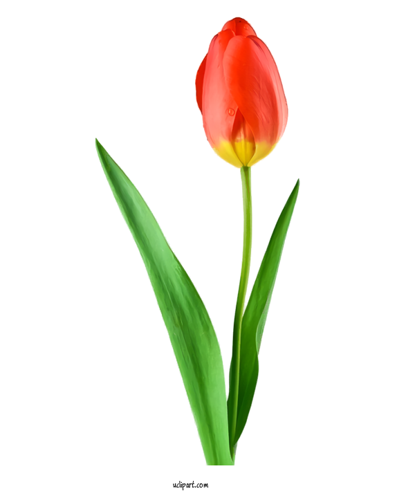 Free Flowers Flower Tulip Plant For Tulip Clipart Transparent Background