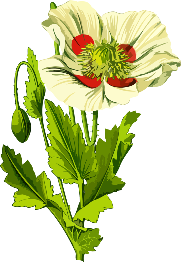 Free Poppy Flower Flower Plant Cut Flowers Clipart Clipart Transparent Background