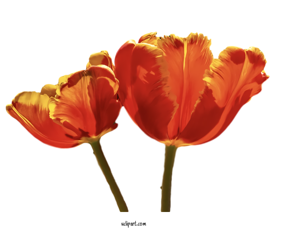 Free Flowers Flower Tulip Orange For Tulip Clipart Transparent Background