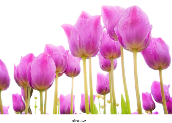 Free Flowers Flower Petal Tulip For Tulip Clipart Transparent Background