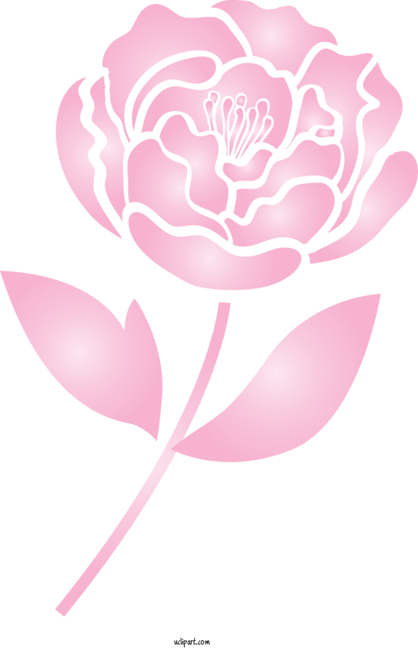Free Flowers Pink Petal Flower For Rose Clipart Transparent Background