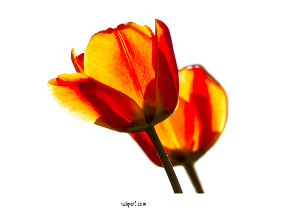 Free Flowers Flower Petal Orange For Tulip Clipart Transparent Background