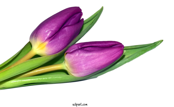 Free Flowers Flower Purple Plant For Tulip Clipart Transparent Background