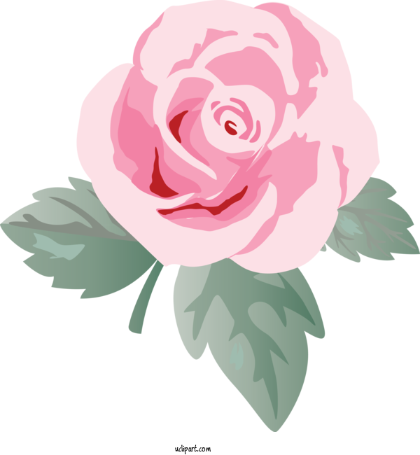 Free Flowers Garden Roses Rose Pink For Rose Clipart Transparent Background
