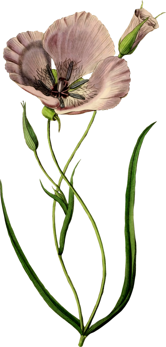 Free Poppy Flower Flower Plant Flora Clipart Clipart Transparent Background