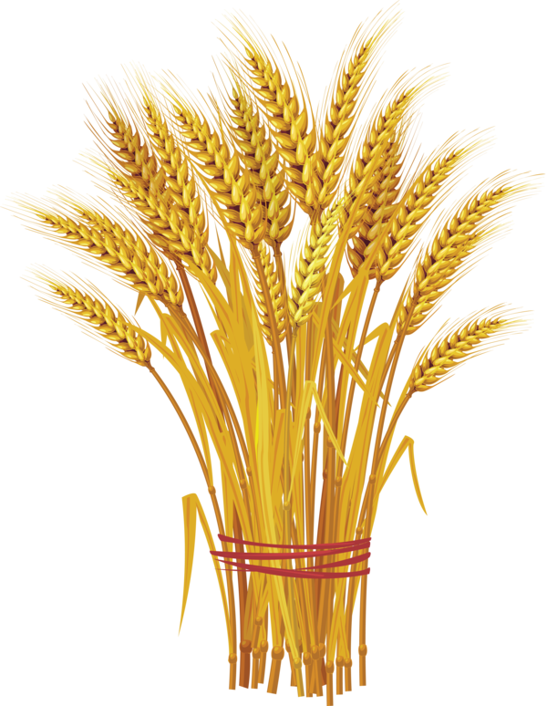 Free Grass Food Grain Grass Family Wheat Clipart Clipart Transparent Background