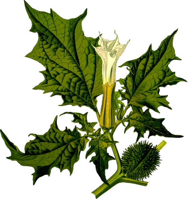 Free Leaf Plant Leaf Datura Clipart Clipart Transparent Background