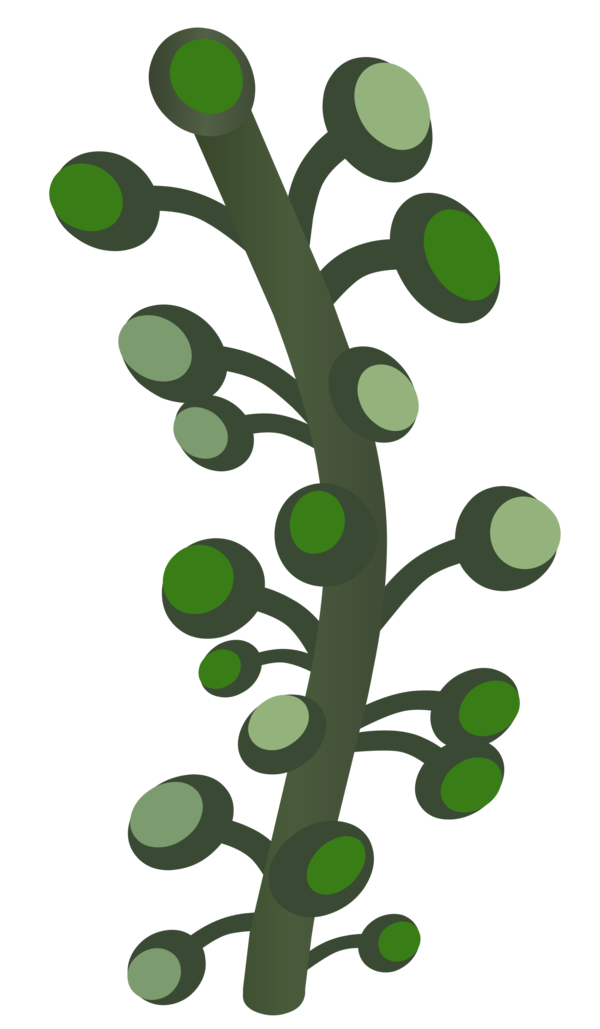Free Grass Leaf Tree Plant Stem Clipart Clipart Transparent Background