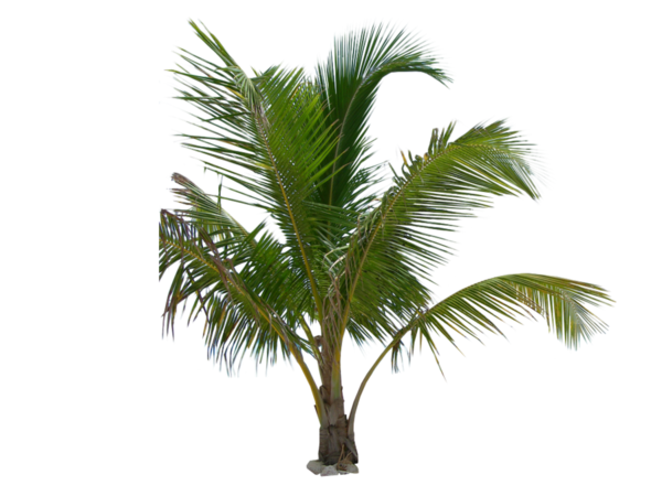 Free Grass Tree Plant Borassus Flabellifer Clipart Clipart Transparent Background