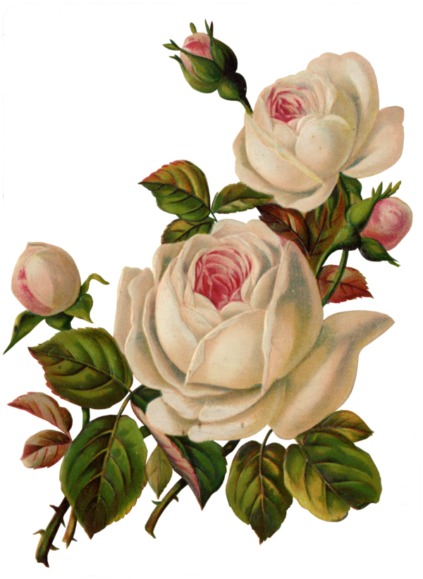 Free Garden Flower Rose Family Rose Clipart Clipart Transparent Background