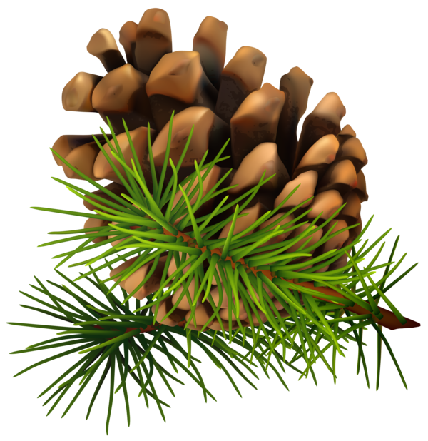Free Grass Tree Pine Family Pine Nut Clipart Clipart Transparent Background
