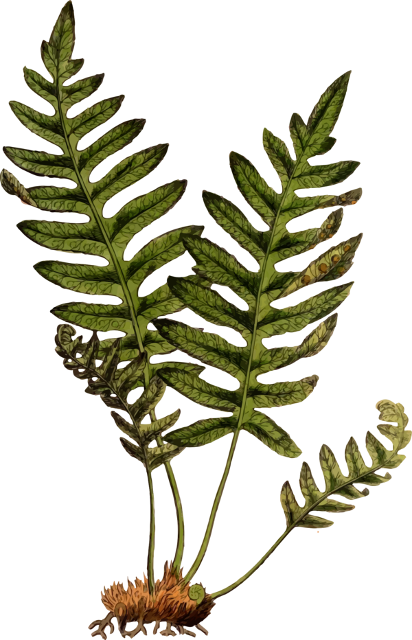 Free Leaf Plant Leaf Ferns And Horsetails Clipart Clipart Transparent Background