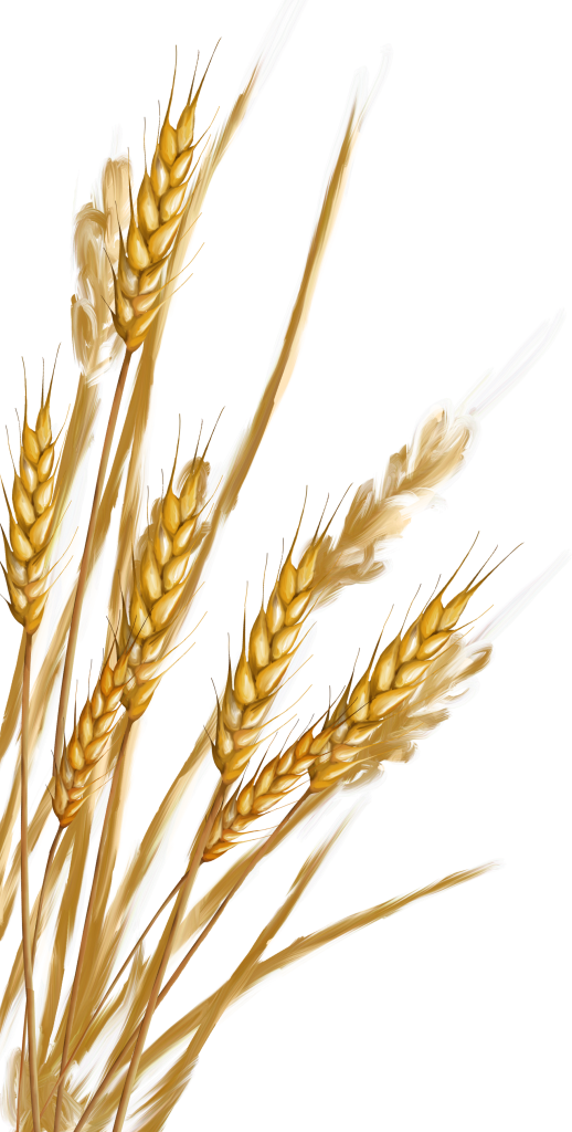 Free Grass Food Grain Wheat Grass Family Clipart Clipart Transparent Background