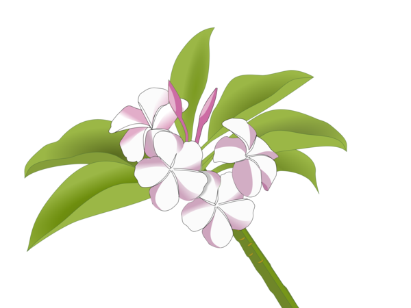 Free Leaf Flower Plant Lilac Clipart Clipart Transparent Background